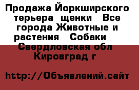 Продажа Йоркширского терьера, щенки - Все города Животные и растения » Собаки   . Свердловская обл.,Кировград г.
